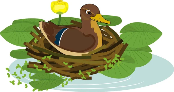 Mother Wild Duck Mallard Anas Platyrhynchos Sits Nest Yellow Water — Stock Vector