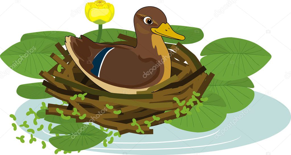  Mother wild duck (mallard or Anas platyrhynchos) sits in nest and yellow water-lily plants with green leaves and yellow flowers