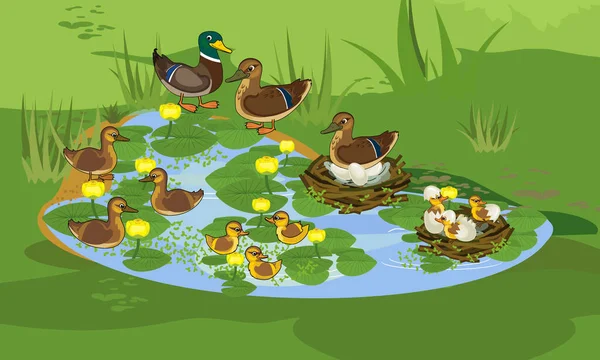 有野鸭的蓝色池塘 野鸭或Anas Platyrhynchos 长满了开花的黄色水百合 Nuphar红茶 — 图库矢量图片