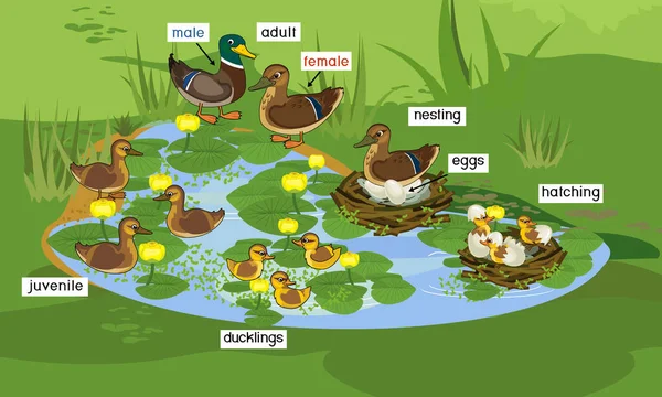带有野生鸭生命周期的池塘 野鸭或Anas Platyrhynchos 蓝色的池塘 长满了开着花的黄色水百合 免版税图库插图