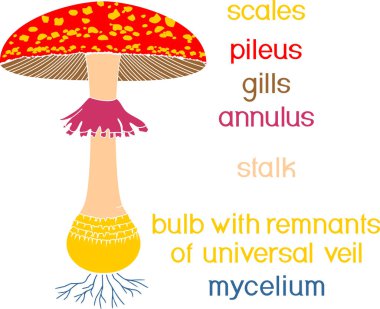  Beyaz arka planda izole edilmiş meyve veren sinek mantarı yapısı (Amanita muscaria)
