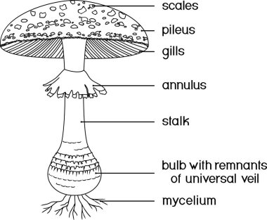  Amanita muscaria mantarının beyaz arkaplanda izole edilmiş meyve veren gövdesinin yapısına sahip boyama sayfası