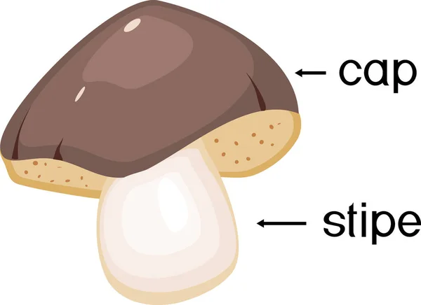 白色背景下分离出的卡通蘑菇果体结构 免版税图库矢量图片