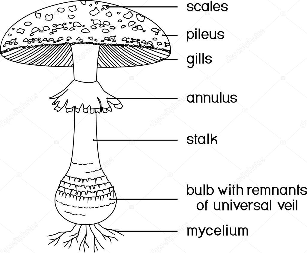  Coloring page with structure of fruiting body of fly agaric (Amanita muscaria) mushroom isolated on white background