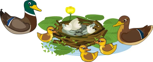 Family Cartoon Wild Ducks Mallard Dad Mom Chicks Nest Isolated — Stock Vector