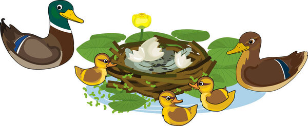  Family of cartoon wild ducks (mallard): dad, mom and chicks near the nest isolated on white background