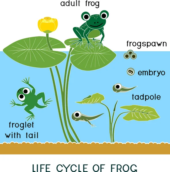 Siklus Hidup Katak Urutan Tahapan Perkembangan Katak Dari Frogspawn Hewan - Stok Vektor