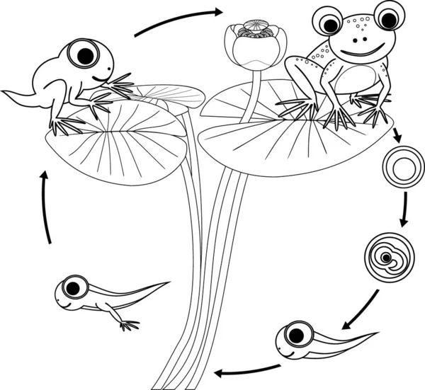 有青蛙生命周期的彩色页面 白底蛙从卵子到成年动物发育过程的序列分析 矢量图形