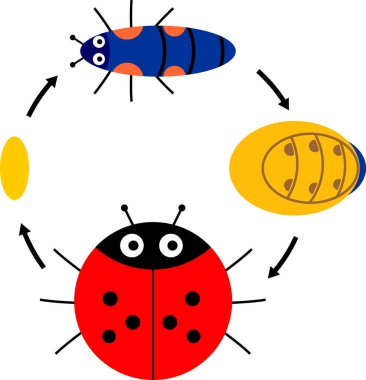  Uğur böceğinin yaşam döngüsü. Yumurtadan yetişkin böceğe, beyaz arka planda izole edilmiş karikatür uğur böceğinin gelişim aşamaları