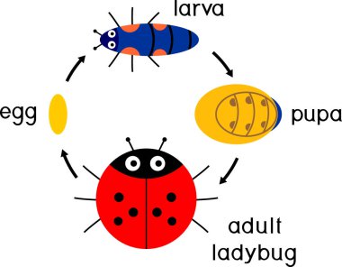  Uğur böceğinin yaşam döngüsü. Yumurtadan yetişkin böceğe, beyaz arka planda izole edilmiş karikatür uğur böceğinin gelişim aşamaları