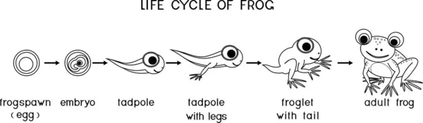 有青蛙生命周期的彩色页面 卡通蛙从卵子到成年动物在白色背景下的发育序列 免版税图库矢量图片