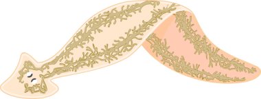 Beyaz zemin üzerinde dışkılama sistemine (protonefridia) sahip planaria