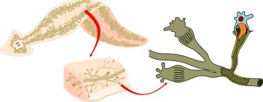 Beyaz arka planda dışkılama sistemine (protonephridia) sahip planaria. Solucanlı alev hücresi. Planarya protonefridisi ve diğer solucanlar.