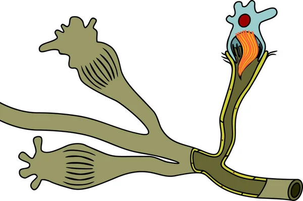 Cellule Flamme Ver Plat Structure Élément Système Excréteur Protonéphridie Des — Image vectorielle