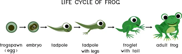 Lebenszyklus Von Fröschen Reihenfolge Der Entwicklungsstadien Des Grünen Froschs Vom — Stockvektor