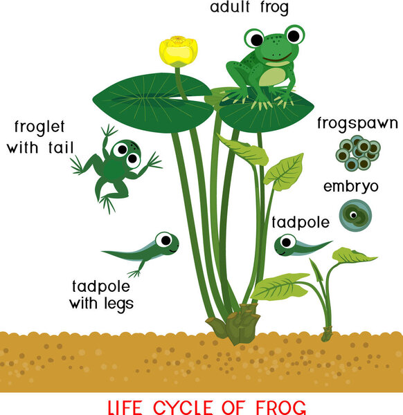  Frog life cycle. Sequence of stages of development of cartoon frog from frogspawn to adult animal with titles