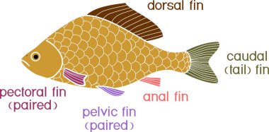  Different types fish fins isolated on white background