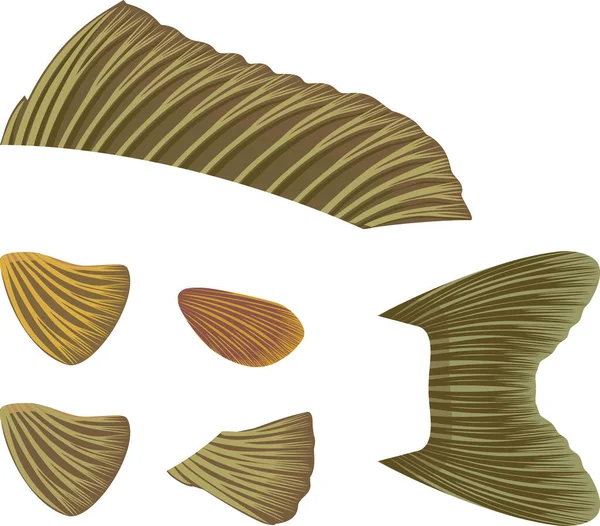 Different Types Fish Fins Isolated White Background Illustration Biology Lesson — Image vectorielle