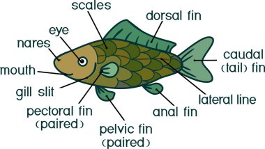  Cartoon fish external anatomy. External structure of Crucian carp isolated on white background