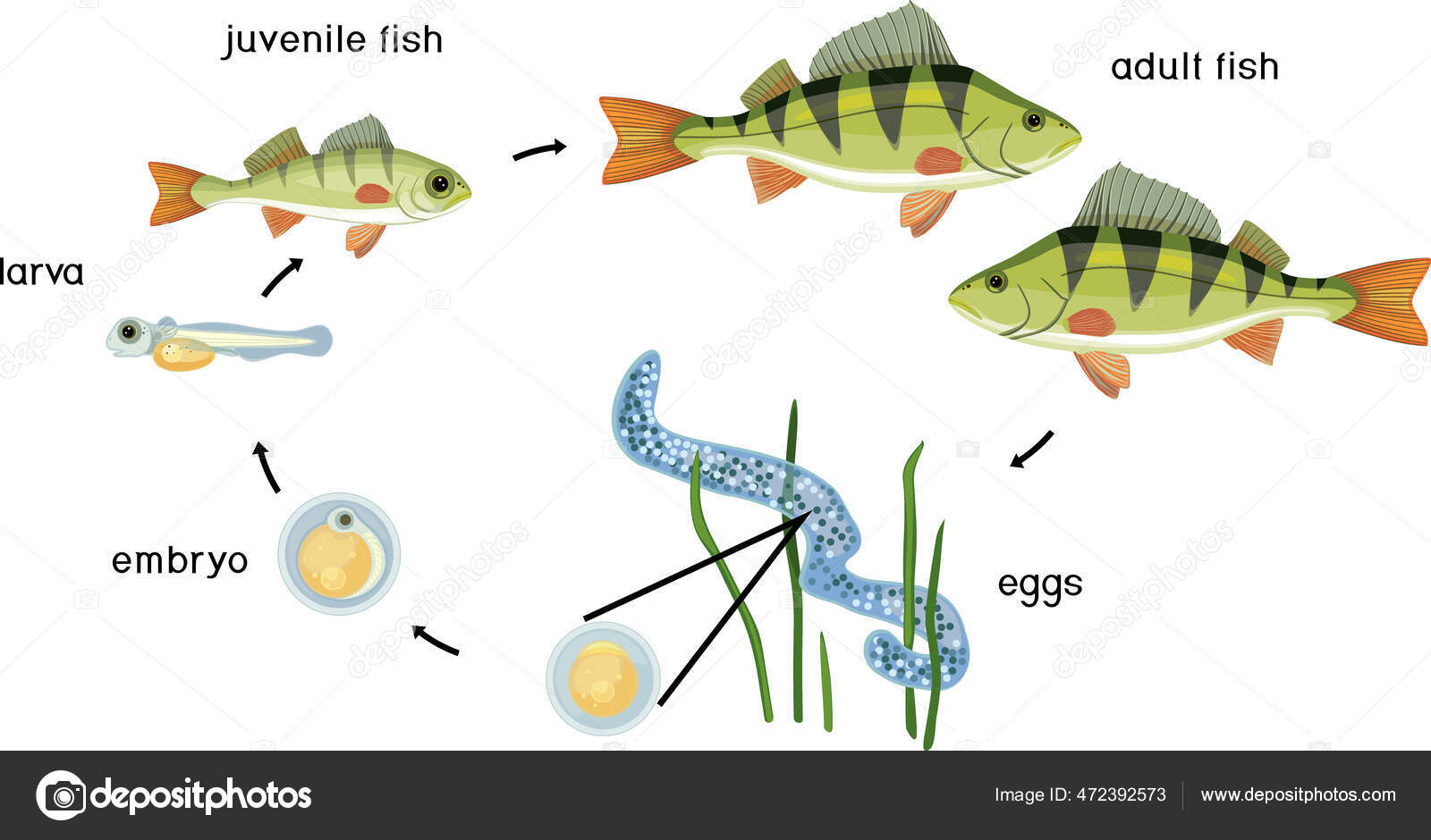 Cycle Vie Des Poissons Séquence Des Stades Développement Des Poissons Stock Vector by