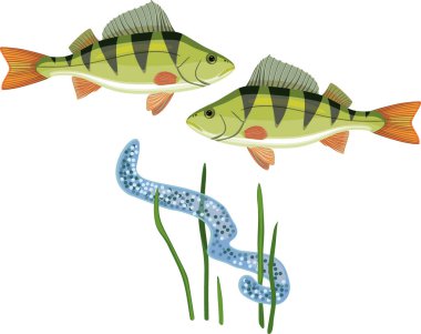  Beyaz zemin üzerinde iki tünek (Perca fluviatilis) balık ve yumurta ipliği izole