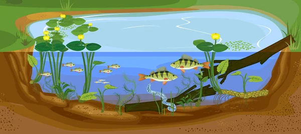 Ecosistema Stagno Sviluppo Del Pesce Persico Perca Fluviatilis Acqua Dolce — Vettoriale Stock
