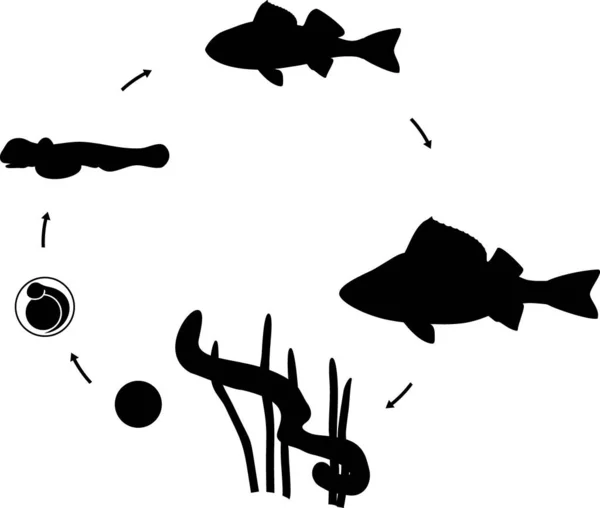 Silhouette Fish Life Cycle Sequence Stages Development Perch Perca Fluviatilis — Stok Vektör