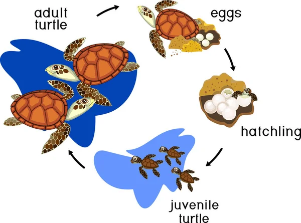 ウミガメのライフサイクル 卵から成虫動物までのカメの発達段階の配列 — ストックベクタ
