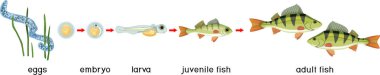  Fish life cycle. Sequence of stages of development of perch (Perca fluviatilis) freshwater fish from egg to adult animal with titles