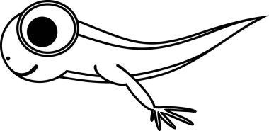  Coloring page with cartoon frog tadpole with legs isolated on white background