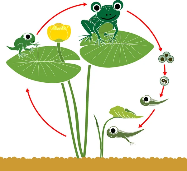 Frog Life Cycle Sequence Stages Development Cartoon Frog Frogspawn Adult — Stock Vector