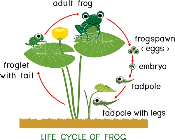 Cycle Vie Des Grenouilles Séquence Des Stades Développement Grenouille Caricaturale — Image vectorielle