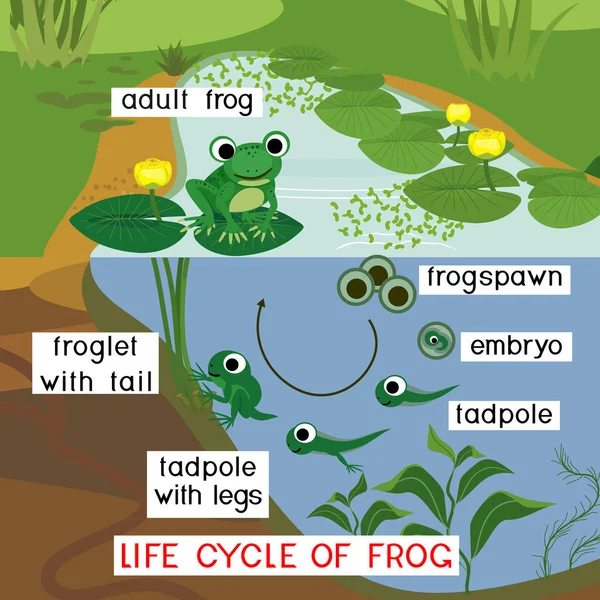 カエルのライフサイクル 卵から成虫までのカエルの発達の段階の順序がタイトルと池に — ストックベクタ
