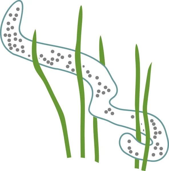 白地に単離されたパーチ ペルカ フルビタリス の卵鎖 — ストックベクタ