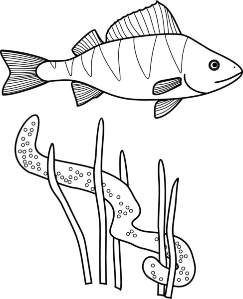 Dibujo Para Colorear Con Perca Perca Fluviatilis Pescado Filamento Huevo — Vector de stock