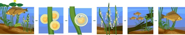 Життєвий Цикл Риби Послідовність Стадій Розвитку Прісноводних Риб Круїзного Коропа — стоковий вектор