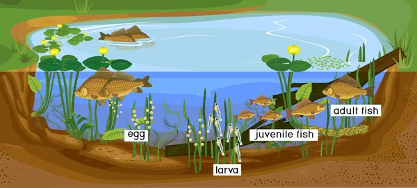 Ecosistema Stagno Ciclo Vita Dei Pesci Sequenza Delle Fasi Sviluppo — Vettoriale Stock