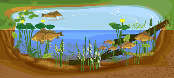  Экология жизненного цикла пруда и рыбы. Последовательность стадий развития пресноводных рыб крестового карпа (Carassius) от яйца до взрослого животного в естественной среде обитания