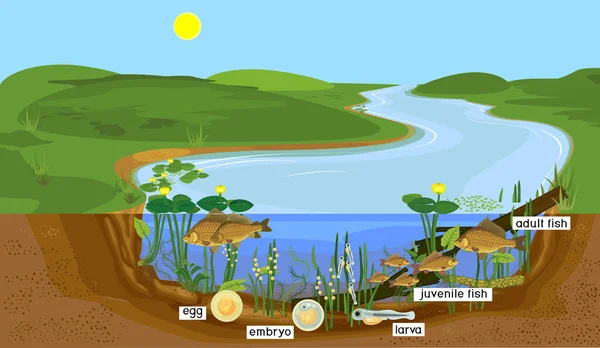 Ecossistema Lagoa Ciclo Vida Dos Peixes Sequência Das Fases Desenvolvimento — Vetor de Stock