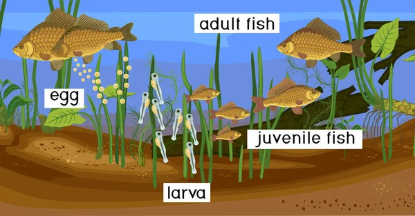 Ekosystém Rybníka Životního Cyklu Ryb Pořadí Vývojových Stadií Sladkovodních Ryb — Stockový vektor