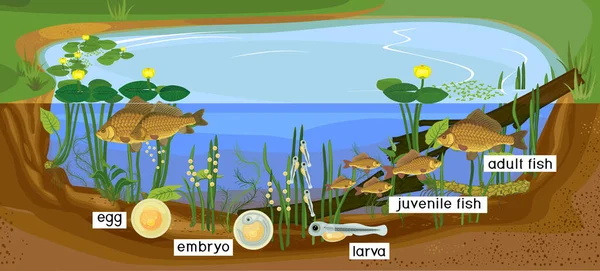 Ecossistema Lagoa Ciclo Vida Dos Peixes Sequência Das Fases Desenvolvimento — Vetor de Stock