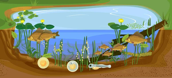 Ecosistema Estanque Ciclo Vida Los Peces Secuencia Etapas Desarrollo Carpa — Vector de stock