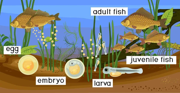 池と魚のライフサイクルの生態系 自然生息地におけるクリスチャン鯉 カラシウス の卵から成虫への淡水魚の開発の段階のシーケンス — ストックベクタ