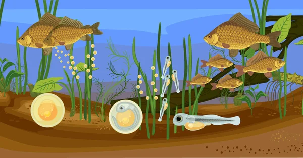 Gölet Balık Yaşam Döngüsünün Ekosistemi Crucian Sazan Balığı Carassius Tatlı — Stok Vektör