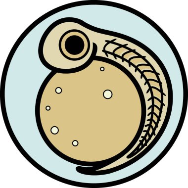  Beyaz arkaplanda embriyo izole edilmiş tatlı su balık yumurtası (yumurtası)