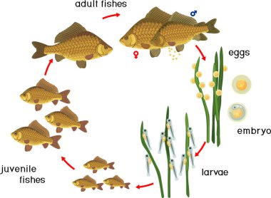Balık yaşam döngüsü. Crucian sazan balığının (Carassius) gelişim aşamaları tatlı su balığının yumurtadan yetişkin hayvana geçiş sıraları beyaz arka planda izole edilmiştir. 