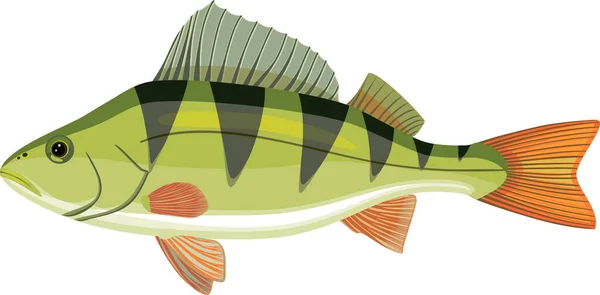 Perca Perca Fluviatilis Peces Agua Dulce Aislados Sobre Fondo Blanco — Vector de stock