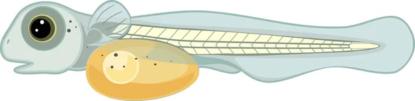 Larve Van Baars Perca Fluviatilis Zoetwatervis Geïsoleerd Witte Achtergrond — Stockvector