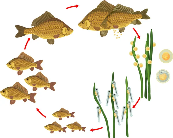 鱼类的生命周期 从蛋中分离出的十字花鱼 Carassius 淡水鱼到成年动物的发育序列 — 图库矢量图片