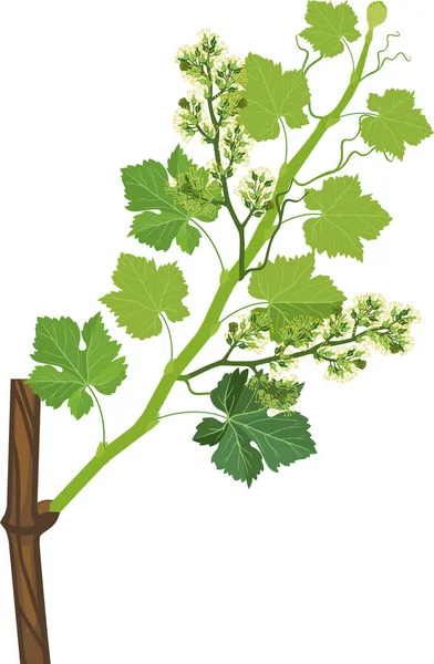 Grapevine Branch Green Leaves Flowers Isolated White Background — Vettoriale Stock